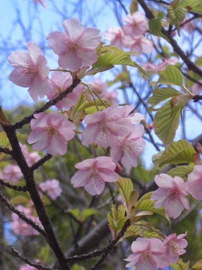 2015.3.10. 桜　sakura