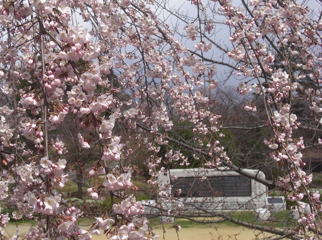 2015.3.24. 桜