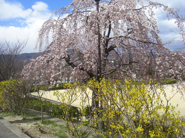 2015.3.24. 桜