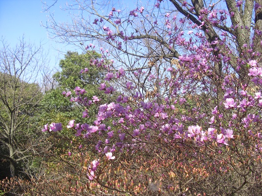 2015.3.28. 桜　sakura