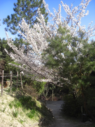 2015.3.28. 桜　sakura