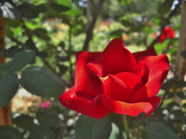 2015.5.5. 瓦林公園　バラ