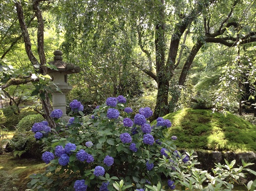 天竜寺の紫陽花