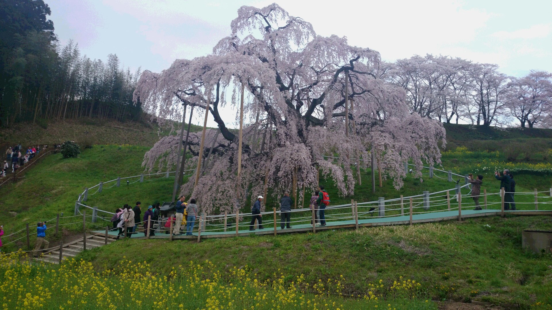 三春の桜１