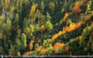 6_Carpathians Forests14s