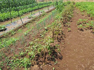 ジャガイモ栽培地