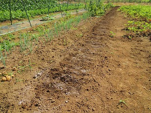 エダマメ　たのくろ豆　栽培予定地