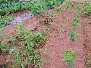 ジャガイモ　トウヤ栽培地