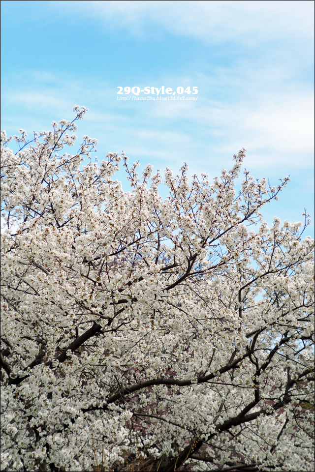 根岸森林公園：桜