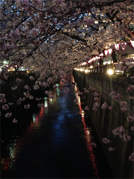 夜桜2015