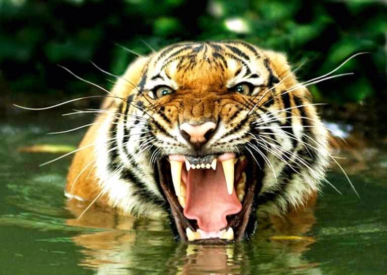 Asian tiger in water images
