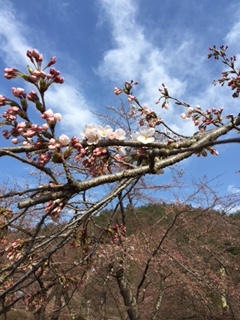 2015真人公園桜2