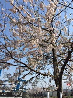 ｸｫｰﾄﾞ第二P隣桜の木