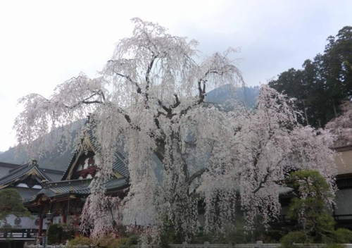 久遠寺の枝垂桜