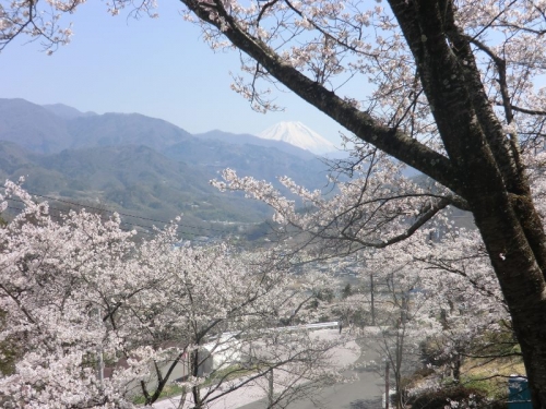 大法師公園桜