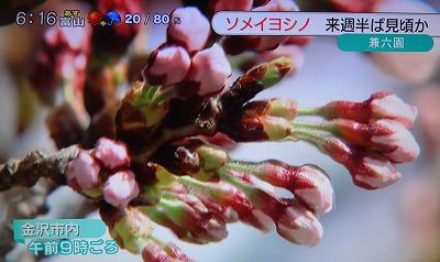 桜、開花 (2)