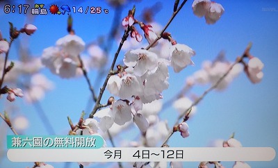 桜、開花 (3)