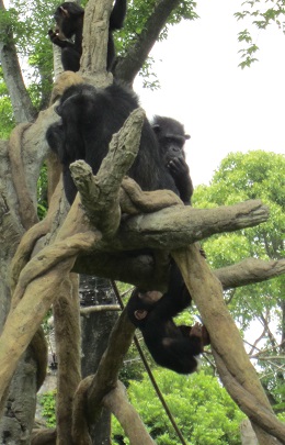 チンパンジーの一家