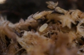 オオキベリアオゴミムシ　卵　水苔にて