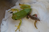 オオキベリアオゴミムシ　２令幼虫　カエルに襲いかかる