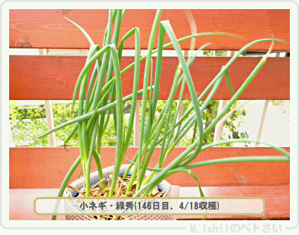 収穫したペト菜2015年04月03