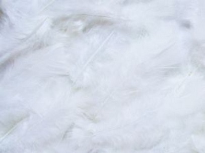 feathers-background_250651.jpg