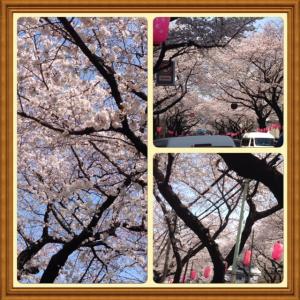 2015年　桜(1)