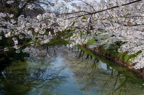 上田城跡公園の桜06