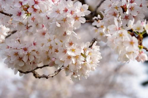 諏訪　高島城の桜05