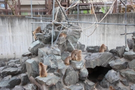 飯田市動物園１７