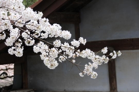 奥氷川神社とサクラの花０６