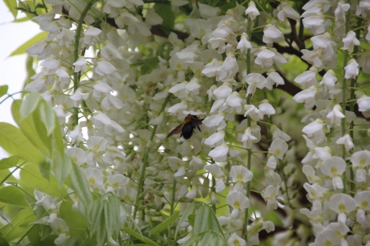 藤の花とクマバチ０４