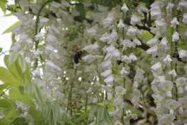 藤の花とクマバチ０６