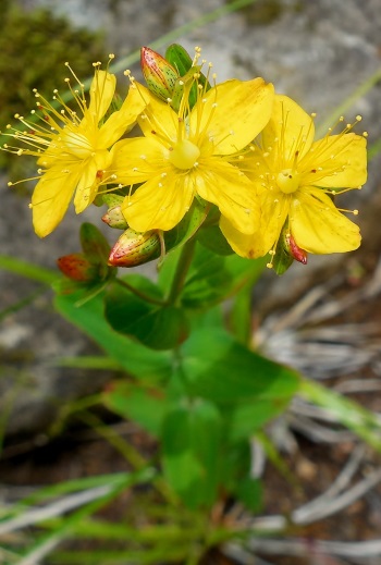 アカテンオトギリ花