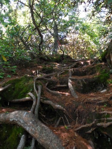 木の根の階段