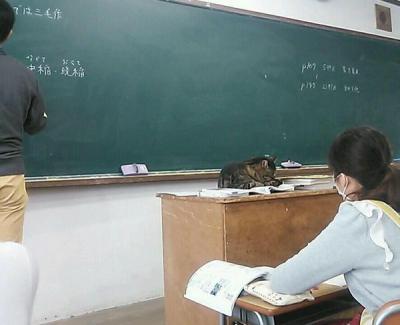 授業中猫