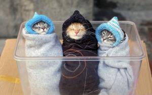 寒さに耐える猫