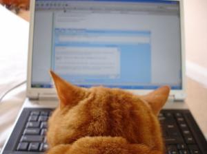 パソコンで仕事を始める猫