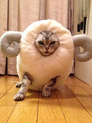 羊の皮をかぶった猫